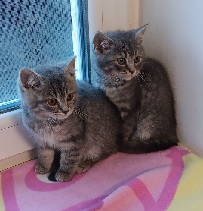 Продам шотландских котят.