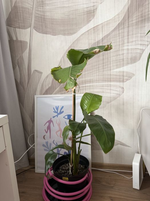 Strelicja biała 120cm