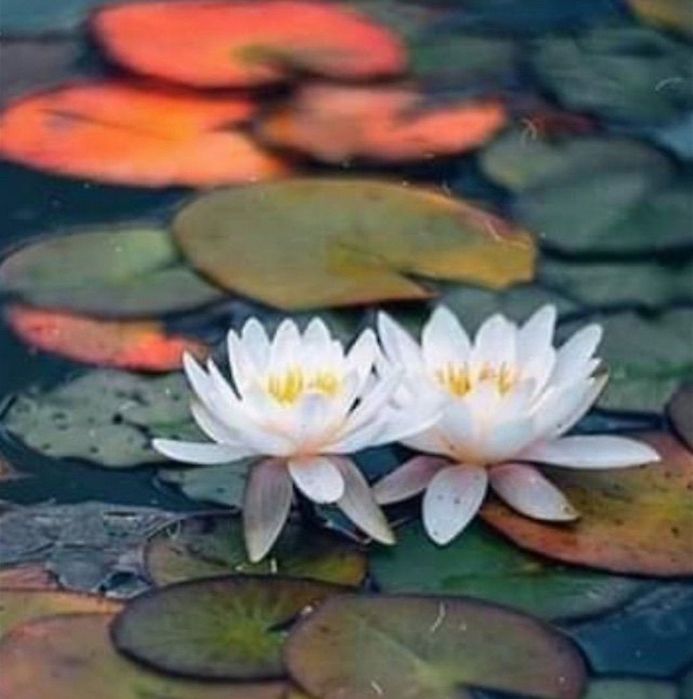 Massagens de relaxamento profundo