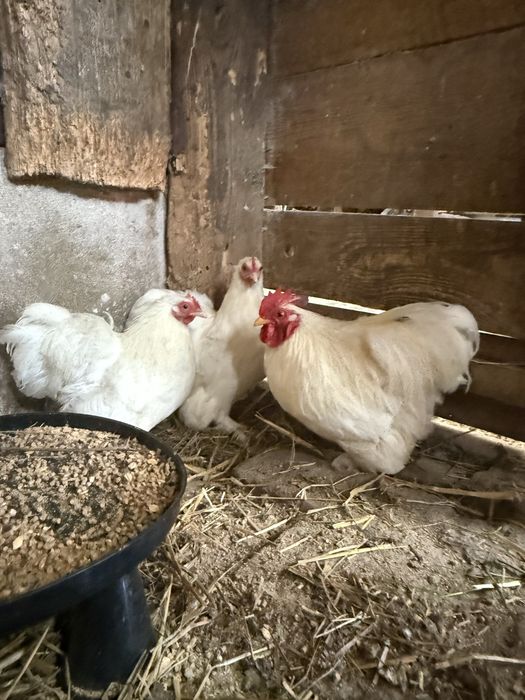 Jaja lęgowe kochin biały minaturka