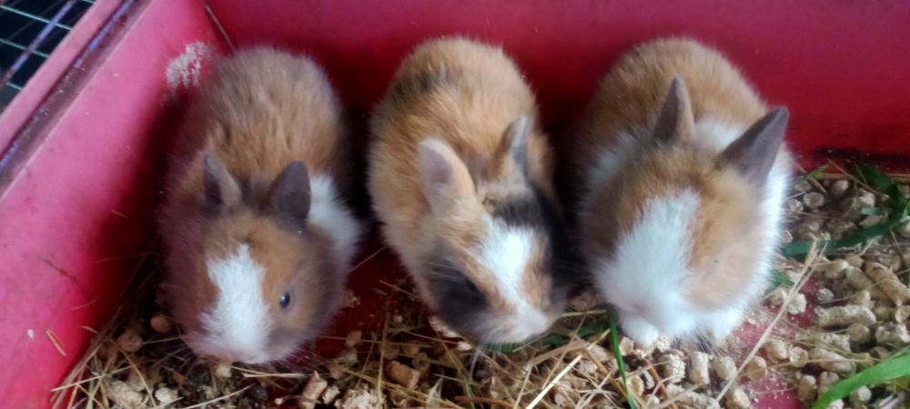 Карликові коротковухі