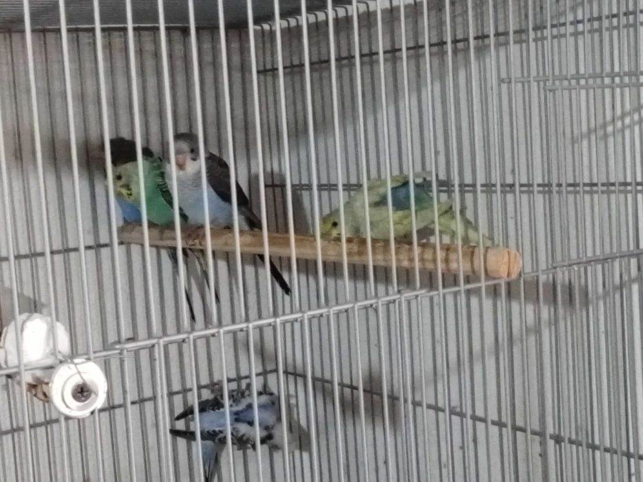 Piriquitos asa negra e hagoromonos