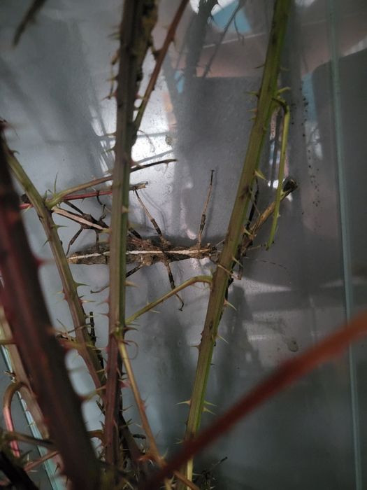 Straszyk filipiński małe duże