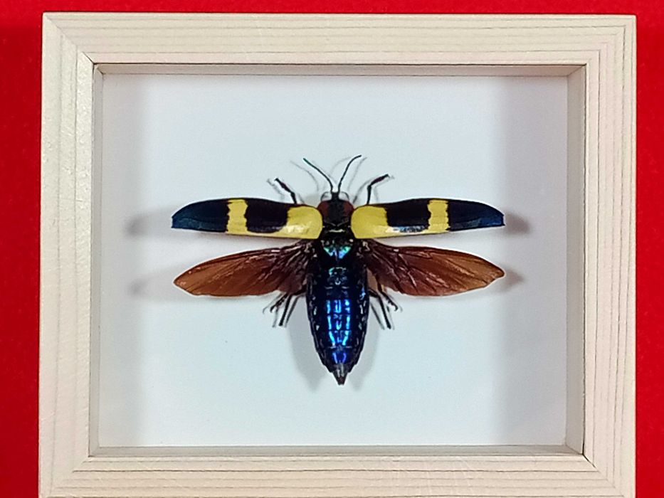Chrząszcz w ramce 12 x 10 cm . Chrysochroa bugueti 70 mm .