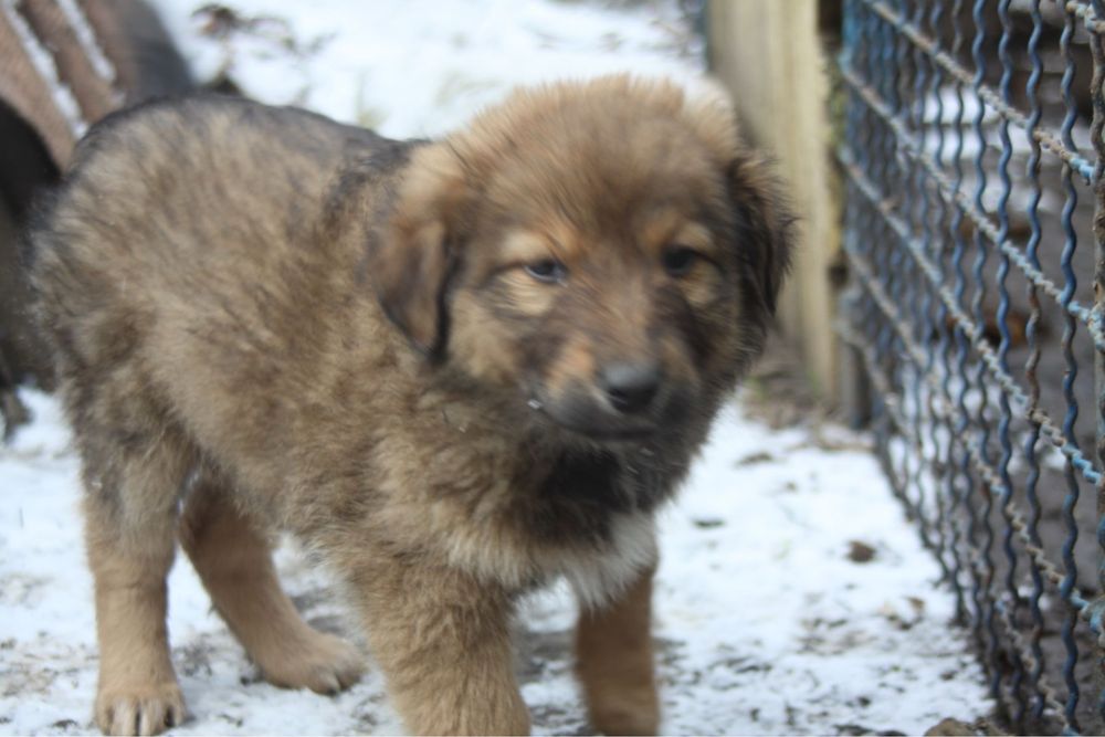 Щенок ищет дом !