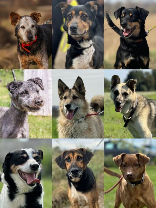 Podaruj psiakowi dom tymczasowy!