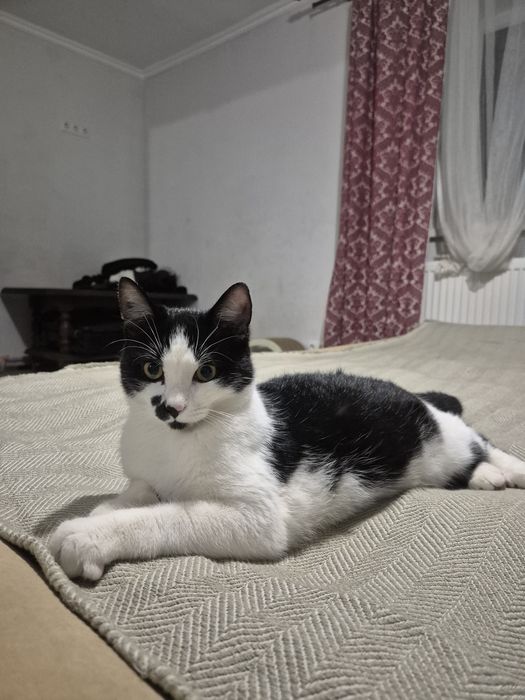 Віддам котика в добрі руки