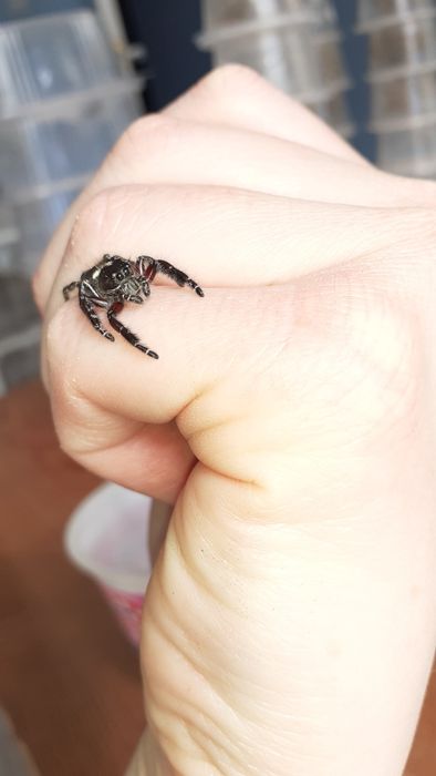 Skakun hyllus diardi samiec subadult