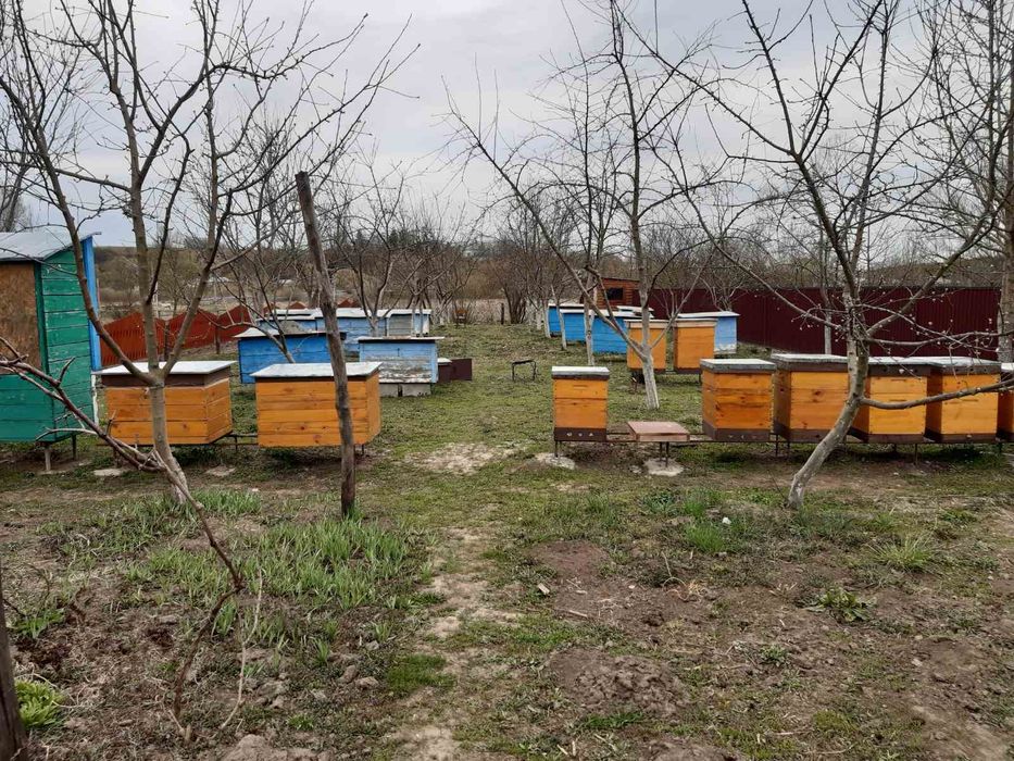 Продам бджолині відводки