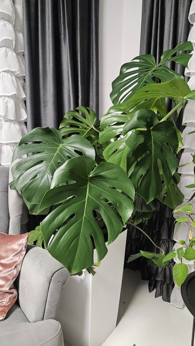 Monstera duży kwiat