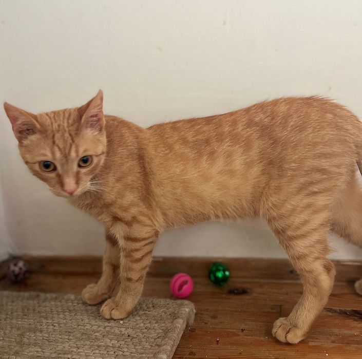 Rozmruczany rudy  8 miesięczny kotek do adopcji