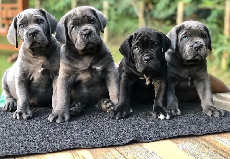 Класні цуценята Кане Корсо