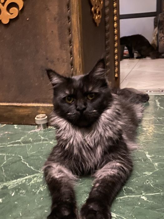 Кошка МЕЙН КУН черный дым