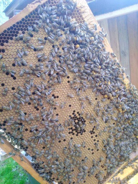 Matki Pszczele 2025 z Linii Alpejka, Krainka W50 Austria,