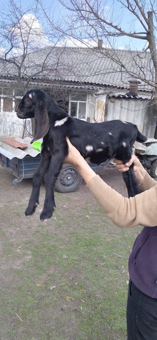 Продам козенят коморі нубійської породи