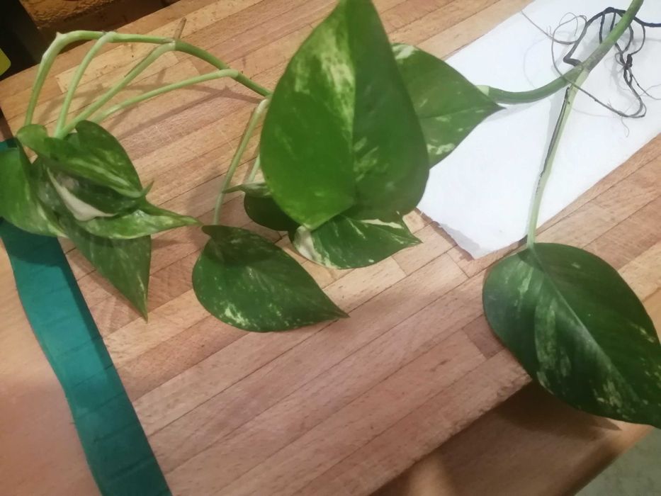 Szczepka Epipremnum Aureum.