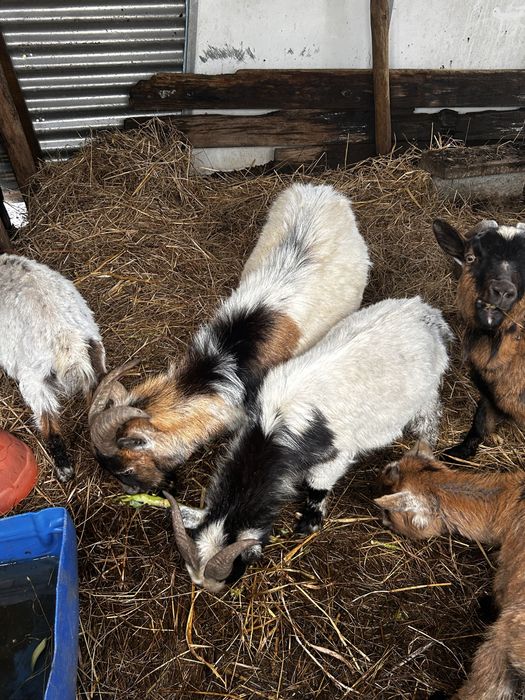 Cabritos e cabras anãs