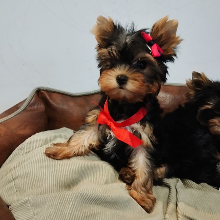 Yorkshire terrier piękny miniaturowy samczyk z Rodowodem