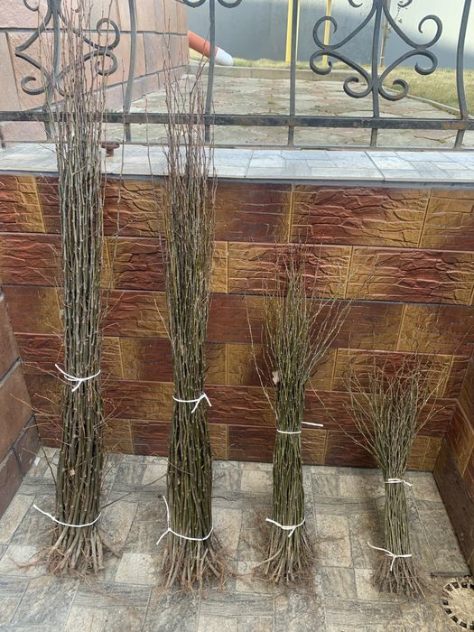 Айва s1 айва-29