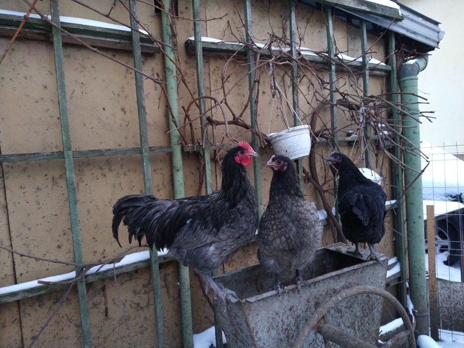 Sprzedam młode koguty i kury