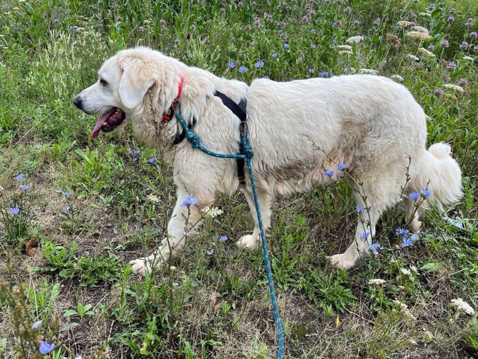 Bella do adopcji Schronisko Sokolow Podl
