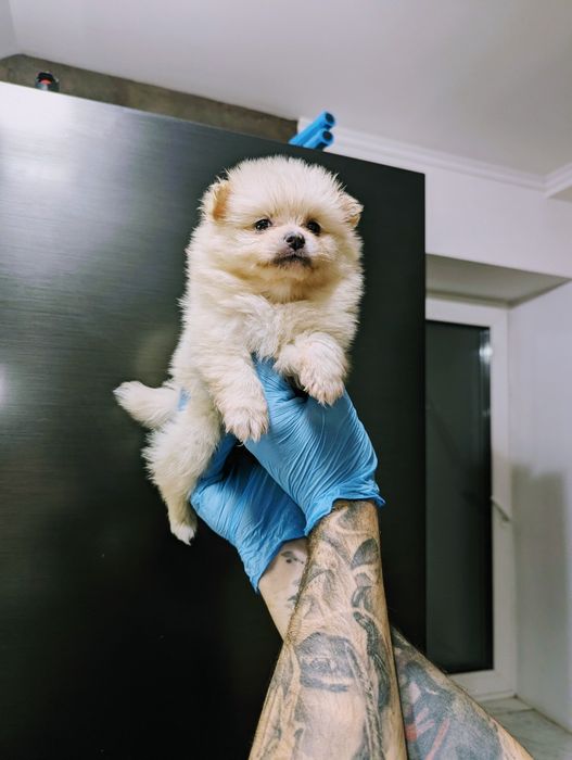 Пухнастики чекають