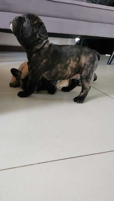 Buldog francuski