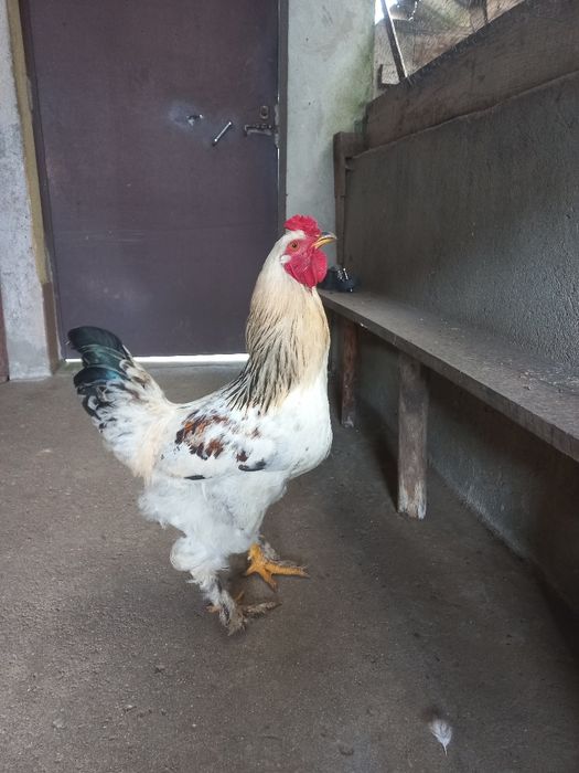 Galo Brahma Light muito dócil