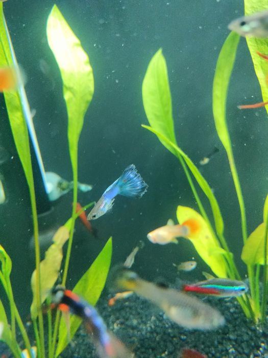 gupiki rybki akwariowe