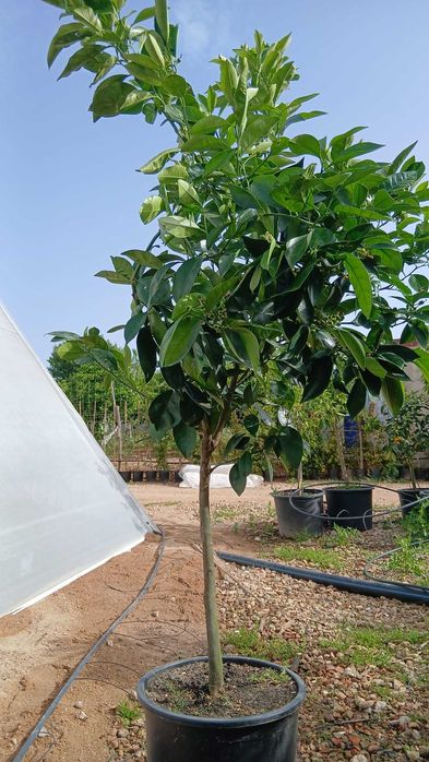 Árvores e plantas de jardim tenho todo   de frutos