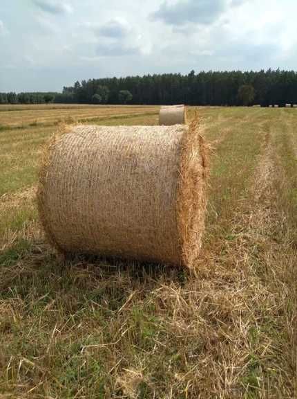słoma pszenna w balach