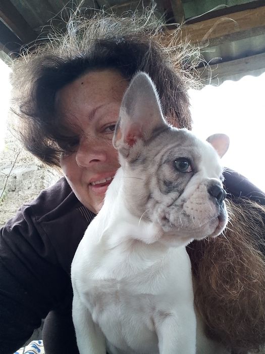 Цуценята французького бульдога