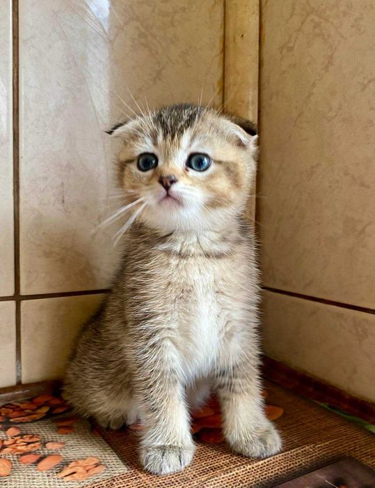 Шотландская кошечка шоколадное золото