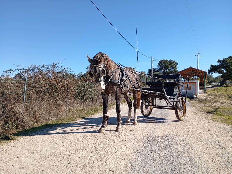 Vendo cavalo KWPN.  Cavalo muito manso bem montado muito muito bem eng