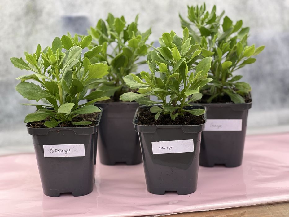 Остеоспермум (африканська ромашка) серії Dalina Compact