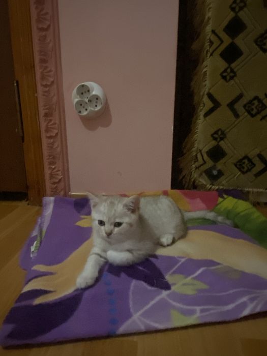 Прямовухий британець