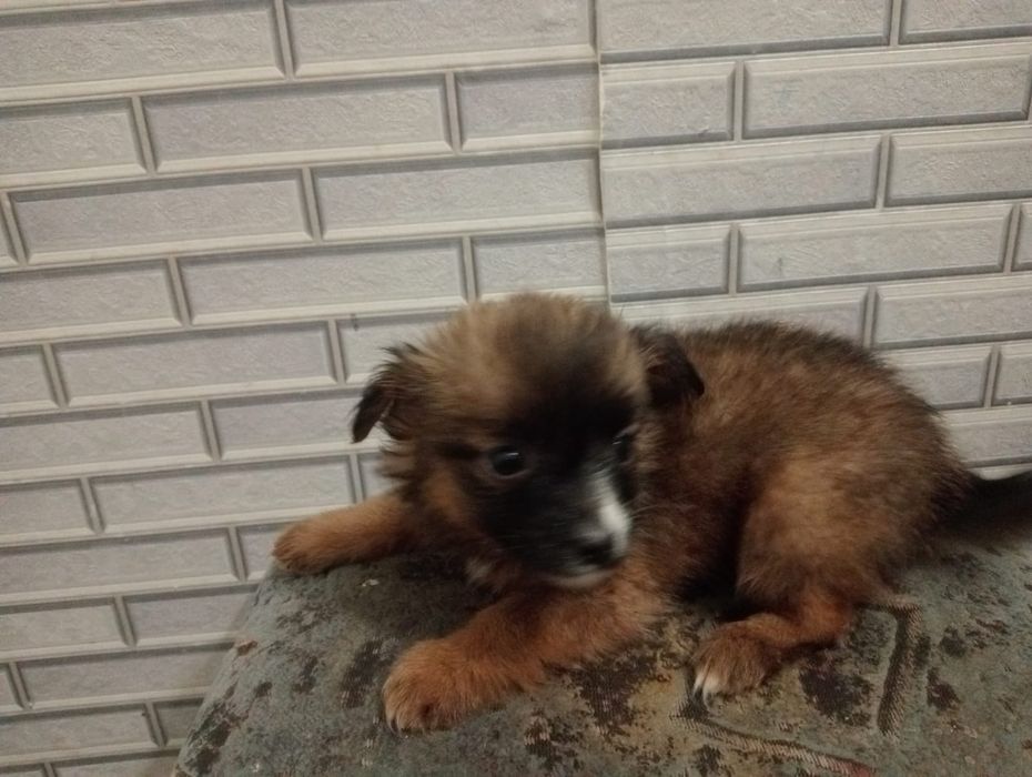 Відомо в добрі руки