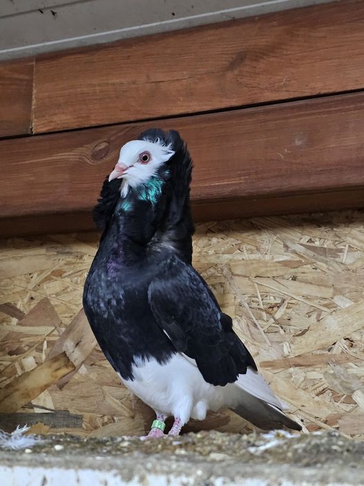 Gołąb Rasy Kapucyn