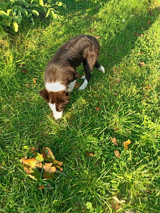 Border Collie śliczna suczka szczeniaczek