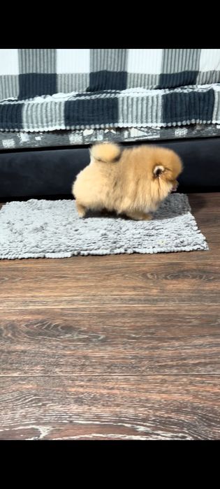 Ведмедик шпіц док КСУ