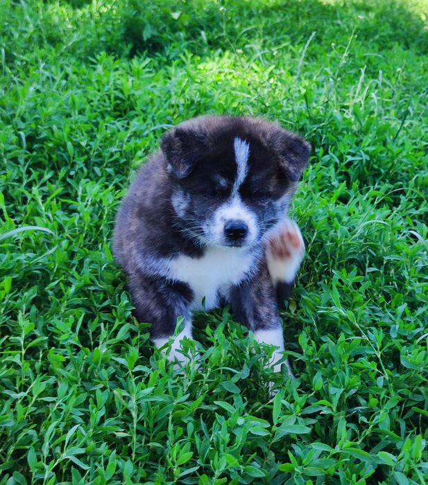 Akita inu socjalizowana przez zoopsychologa