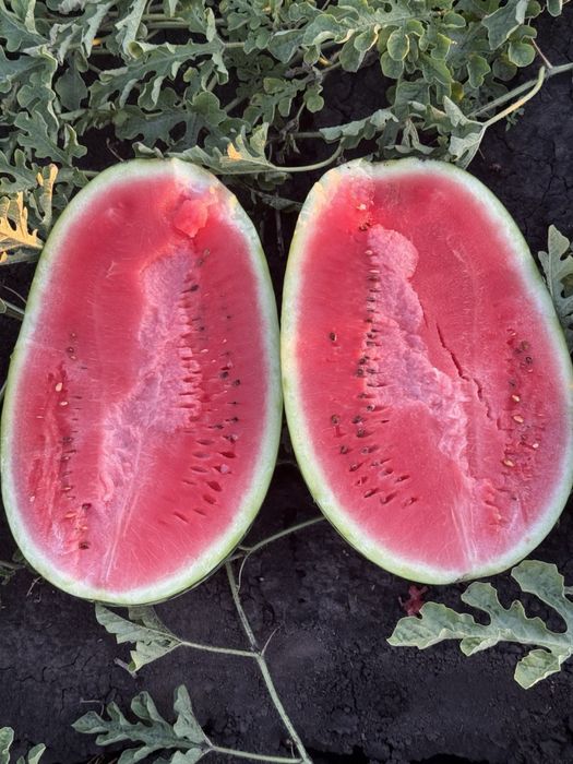 Насіння кавуна КАРІСТАН