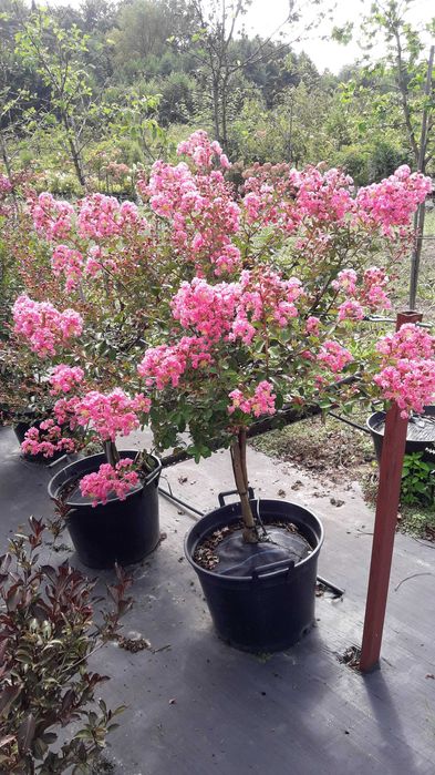 Krzewy lagerstroemii w doniczkach 30l