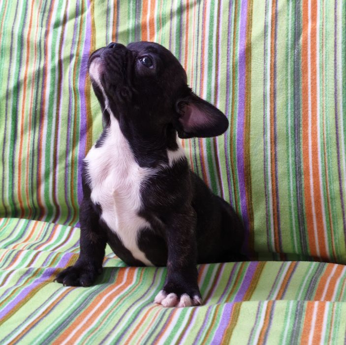 Macho bulldog francês