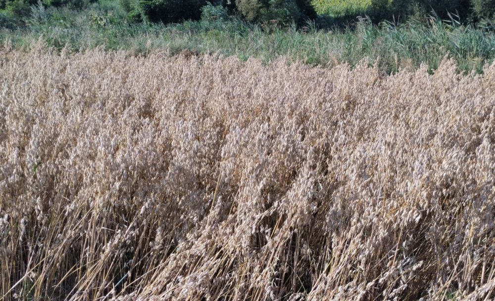 Корм.Овес голозерний посівний.