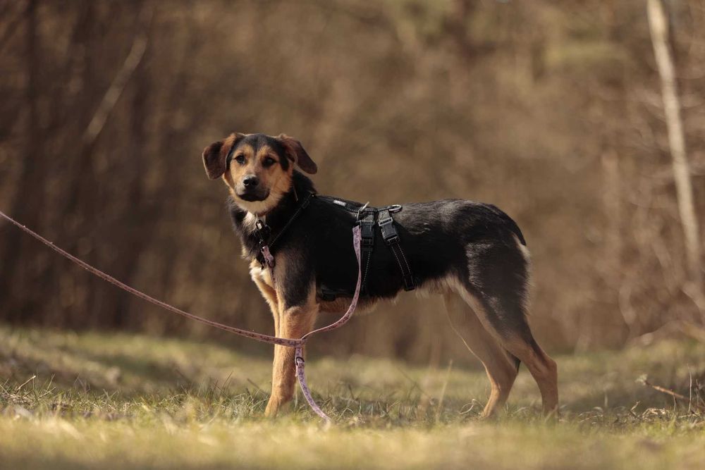 Orz – 15 kg, młody, wrażliwy, robi ogromne postępy, do adopcji