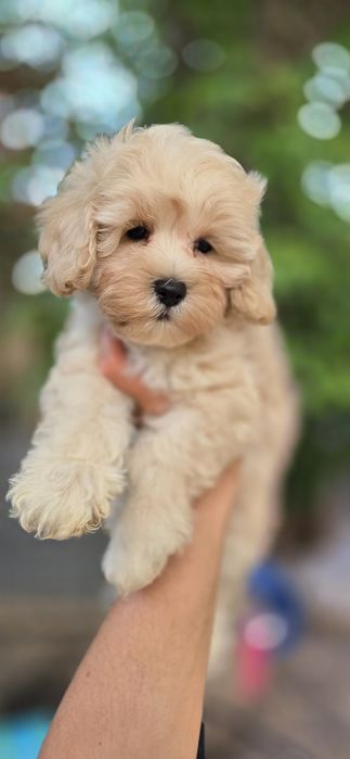 Maltipoo / chłopczyk