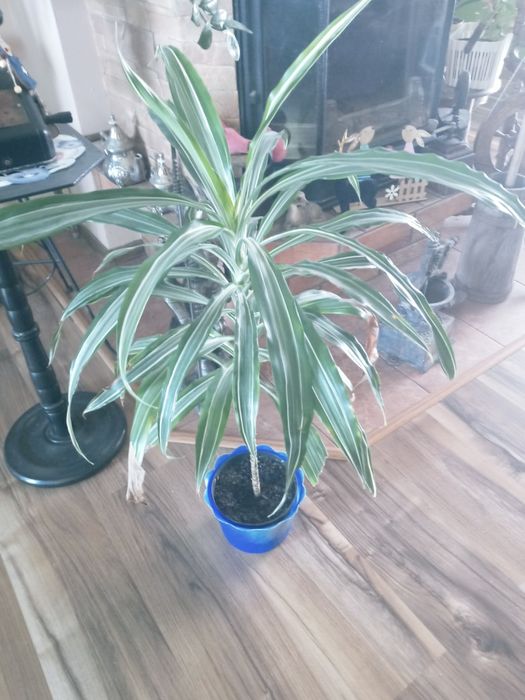 Dracena zielony kwiatek
