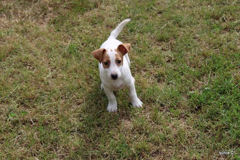 Jack Russell Terrier - sprzedam sliczna sunie
