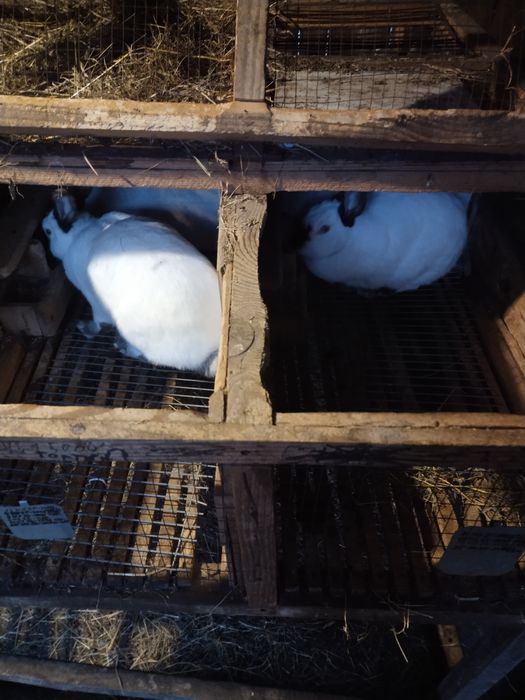Продаю кролі на м'ясо